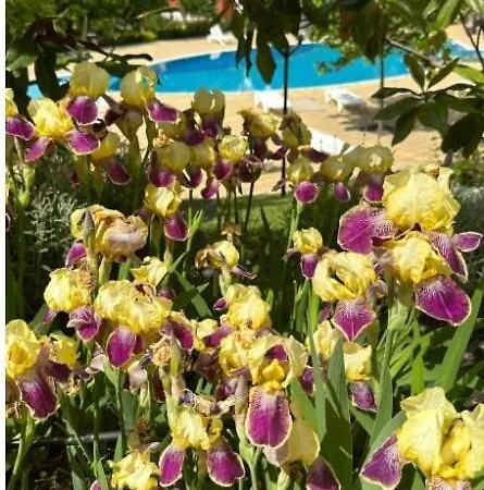 Sea Paradise 2-room Seafront In Sveti Vlas Apartmán
